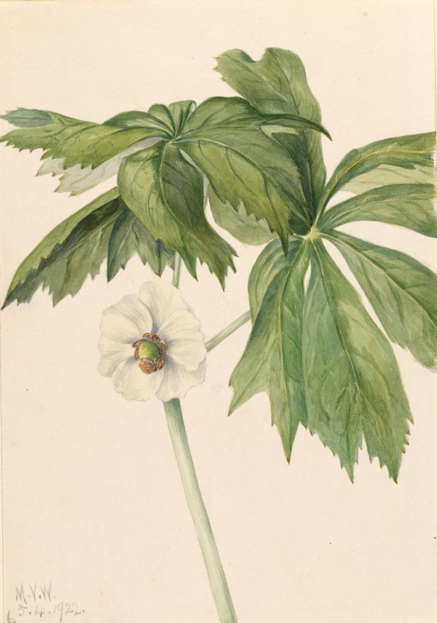 Ananás (Podphyllum paltatum) de Mary Vaux Walcott