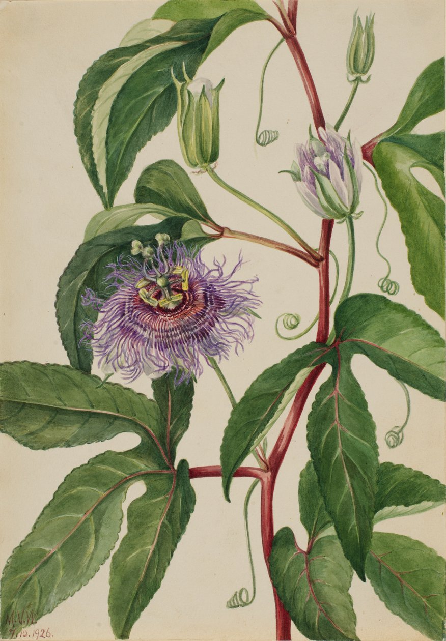 Alfazema (Passiflora incarnata) de Mary Vaux Walcott