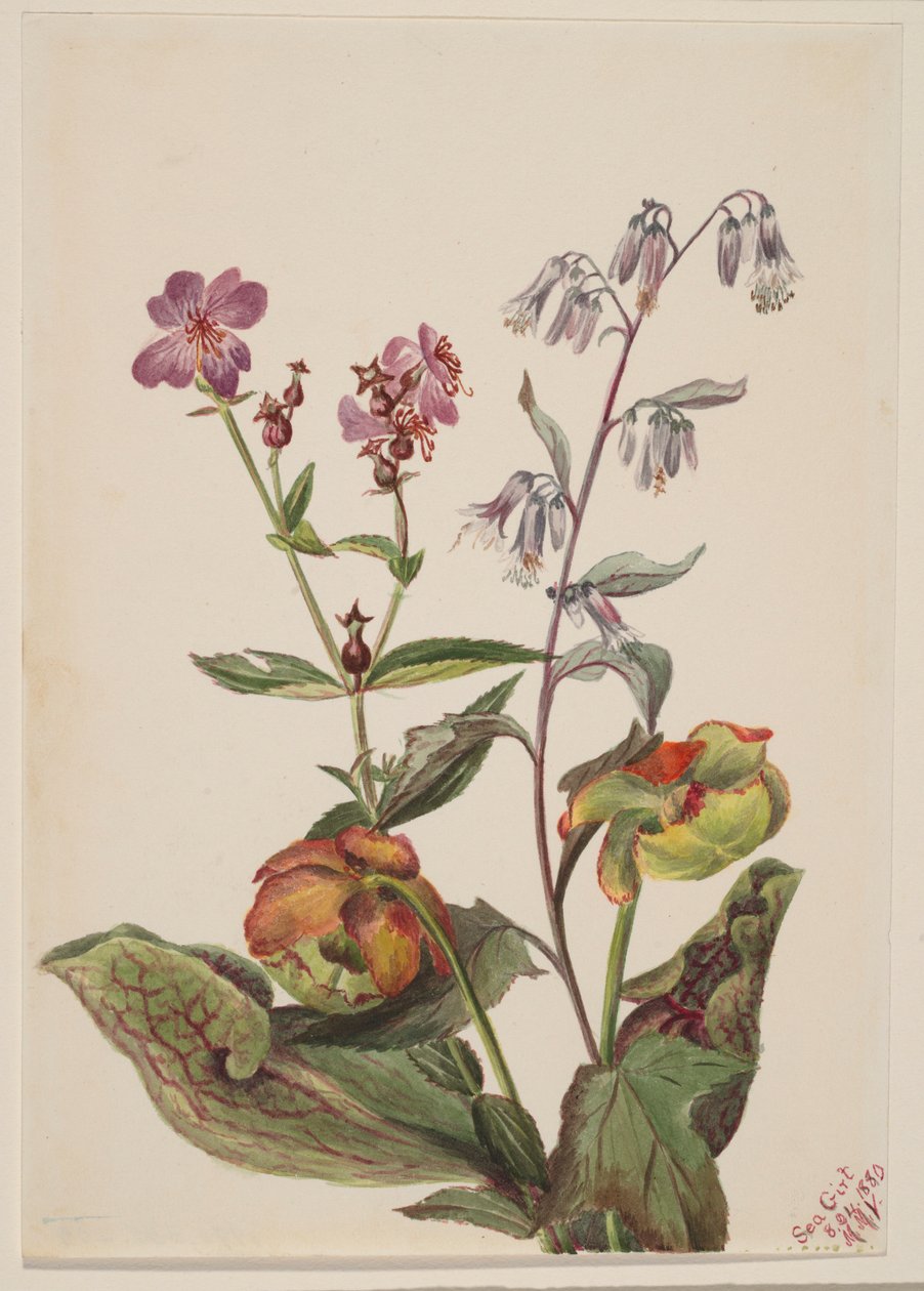 Rhexia virginica, Nabalus albus, Sarracenia purpurea de Mary Vaux Walcott