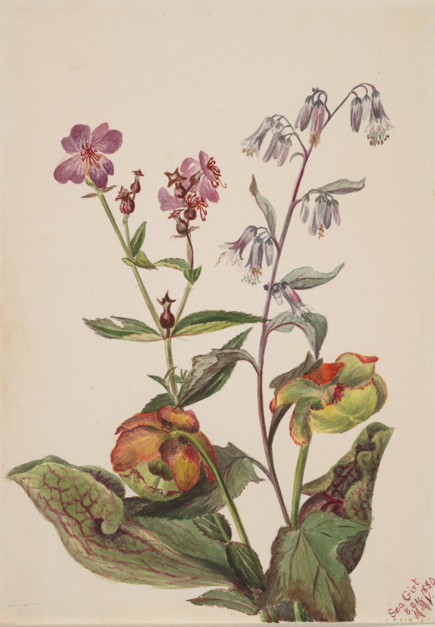 Meadow Beauty Rhexia virginica, Rattlesnake Roat Nabalus albus, Pitcherplant..., 1880. de Mary Vaux Walcott
