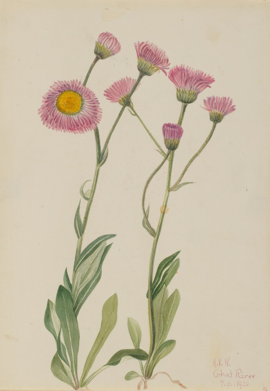 Erva-dos-prados (Erigeron speciosus) de Mary Vaux Walcott