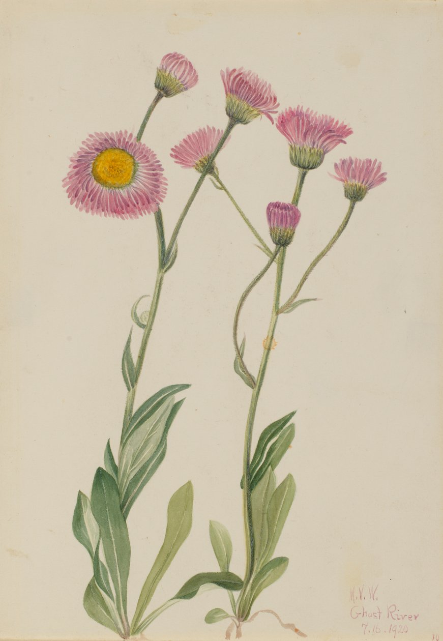 Prado Fleabane Erigeron speciosus, 1920. de Mary Vaux Walcott