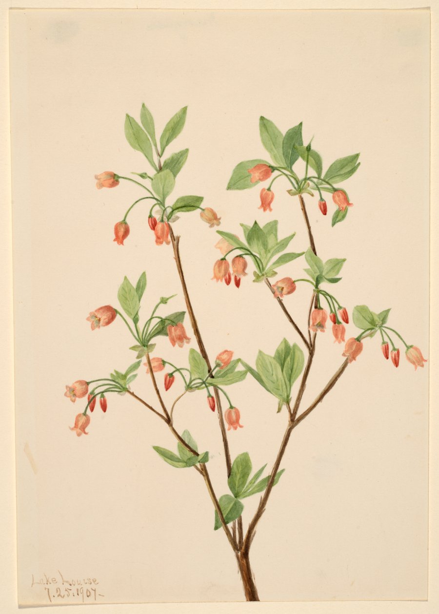 Menziesea (Menziesea glabella) de Mary Vaux Walcott