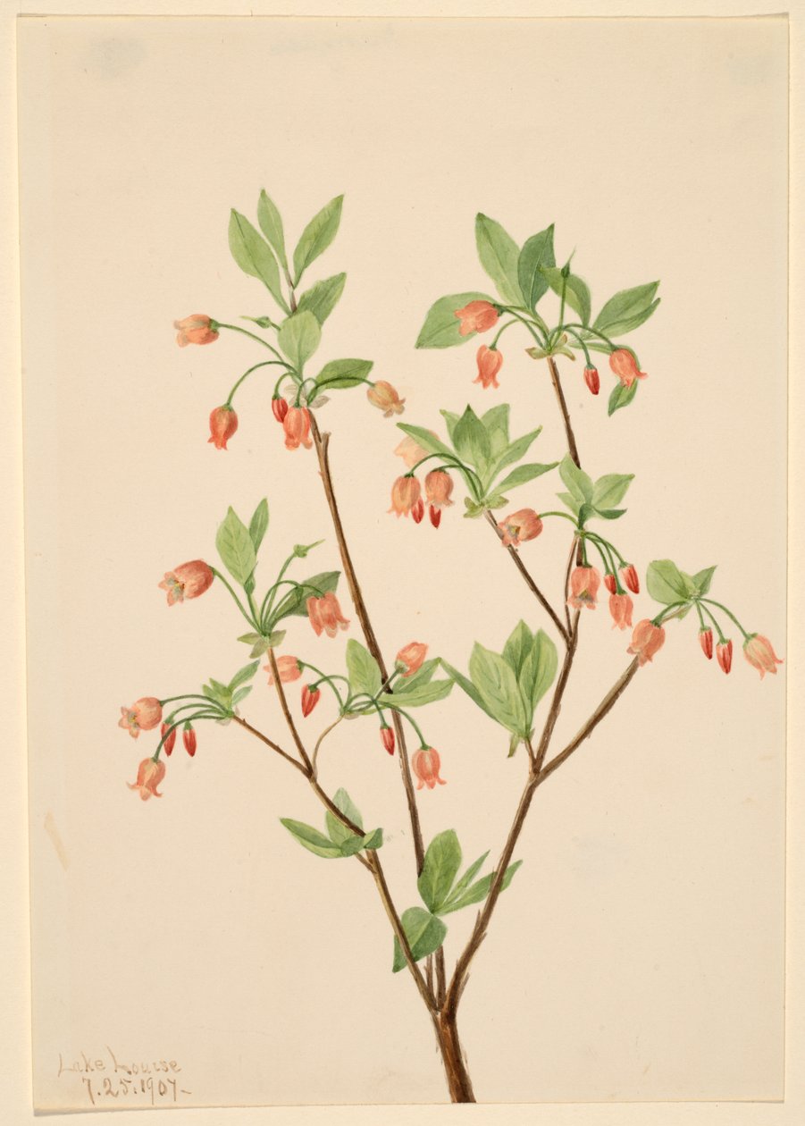 Menziesea Menziesea glabella, 1907. de Mary Vaux Walcott