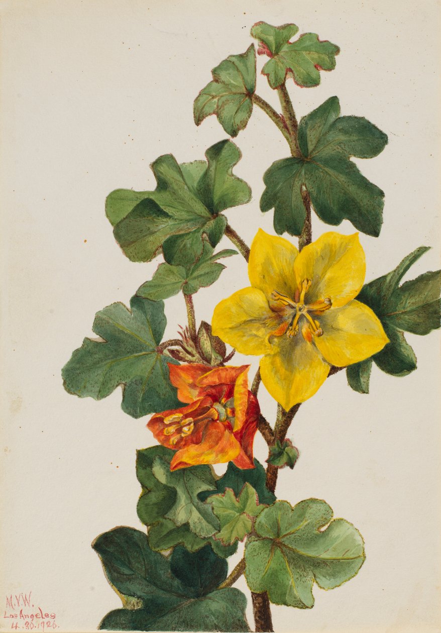 Fremontia mexicana (Fremontodendron mexicanum) de Mary Vaux Walcott