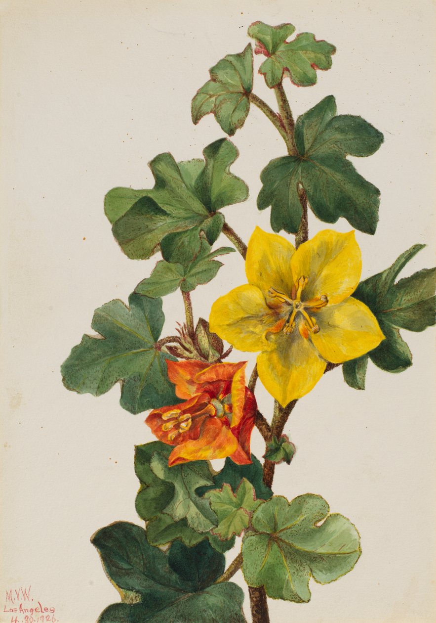Fremontia mexicana Fremontodendron mexicanum, 1926. de Mary Vaux Walcott