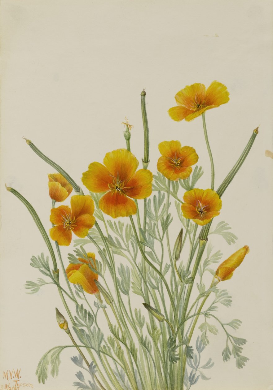 Papoila mexicana (Eschscholtzia mexicana) de Mary Vaux Walcott
