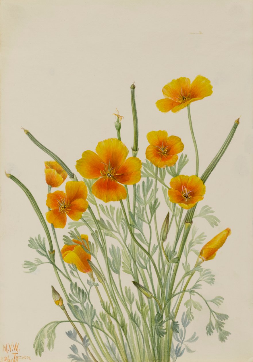 Papoula mexicana Eschscholtzia mexicana, 1927. de Mary Vaux Walcott