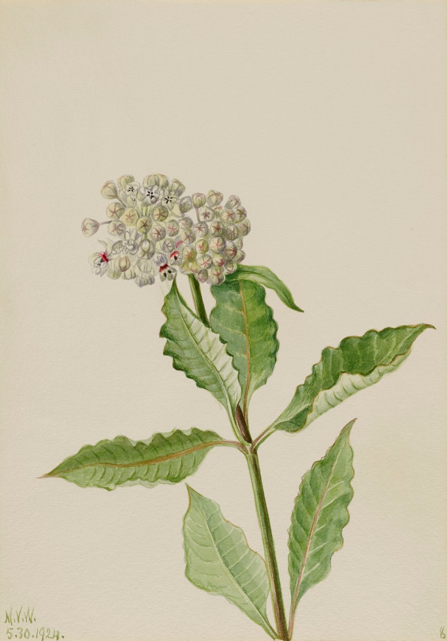 Milkweed Ascelpias, 1924. de Mary Vaux Walcott