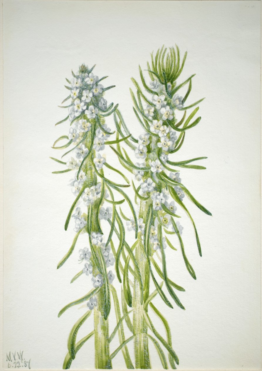 Vela de mineiro (Oreocarya virgata) de Mary Vaux Walcott
