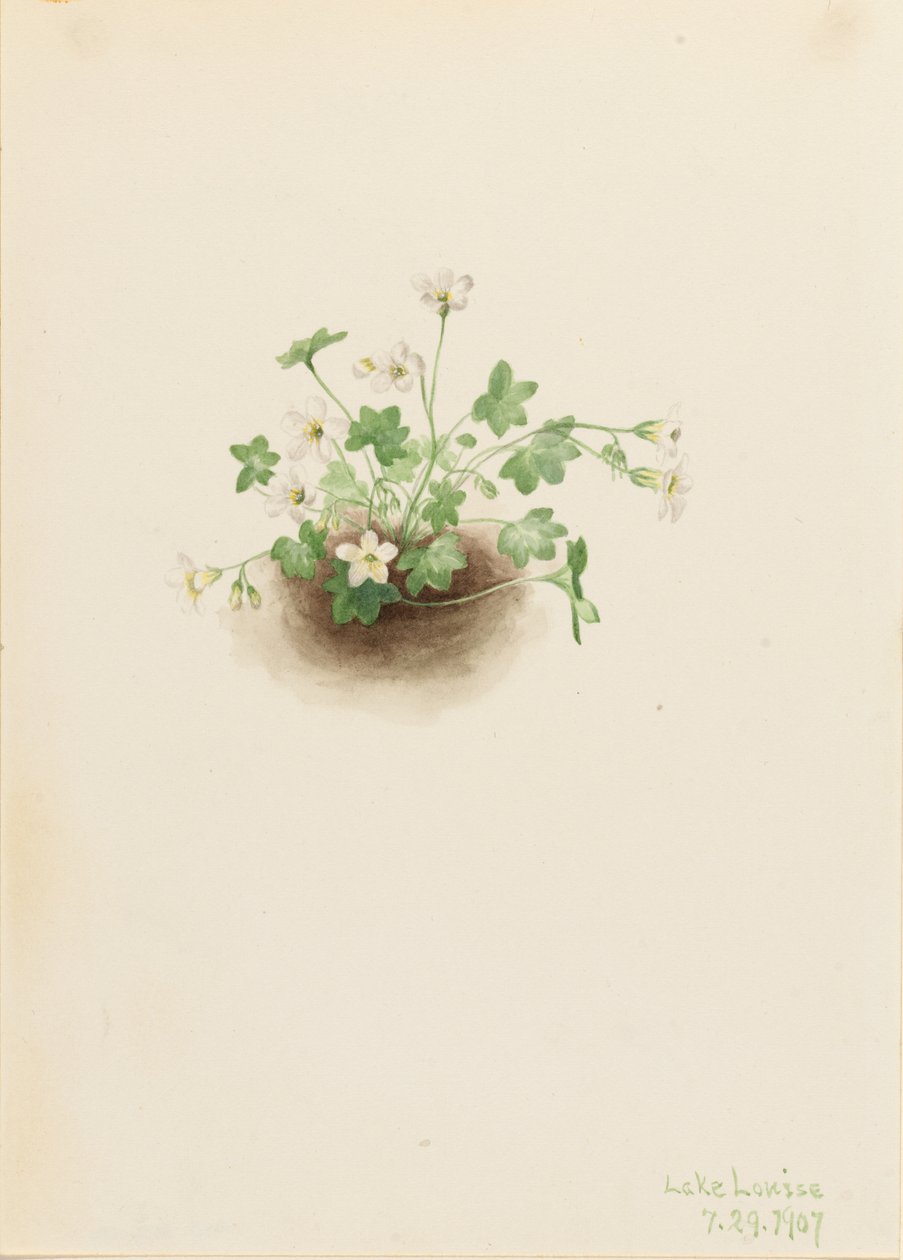 Donzela da Névoa (Romanzoffia sitchensis) de Mary Vaux Walcott