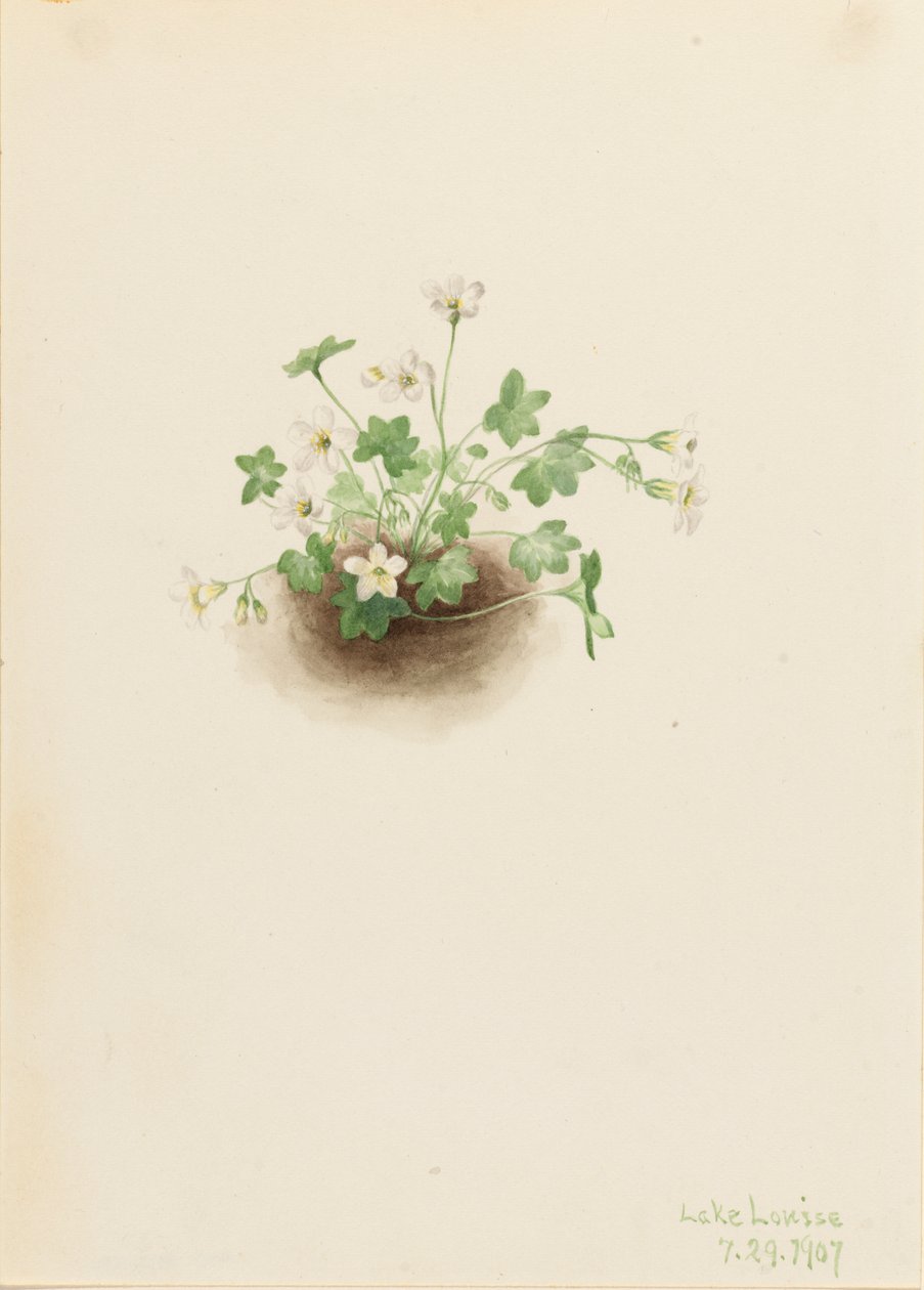 Mistmaiden Romanzoffia sitchensis, 1907. de Mary Vaux Walcott