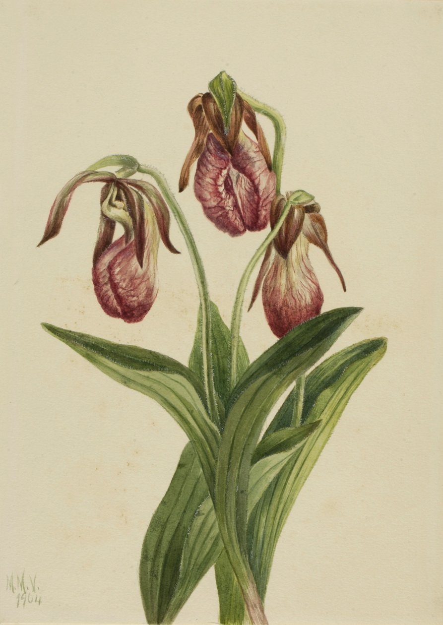 Flor de Mocassim (Cypripedium acaule) de Mary Vaux Walcott