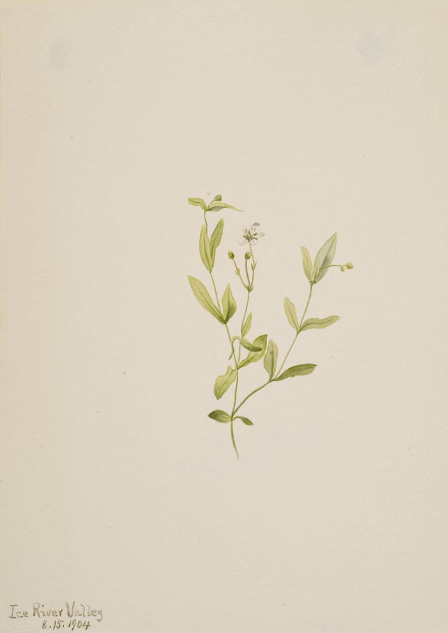 Moehringia laberiflora, 1904. de Mary Vaux Walcott