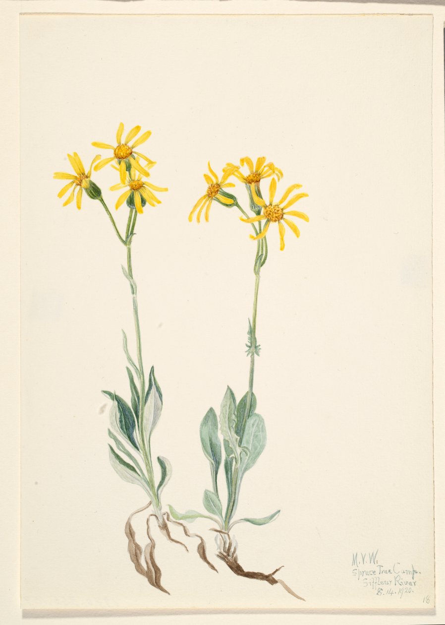Parnassia montana (Parnassia montanesis) de Mary Vaux Walcott