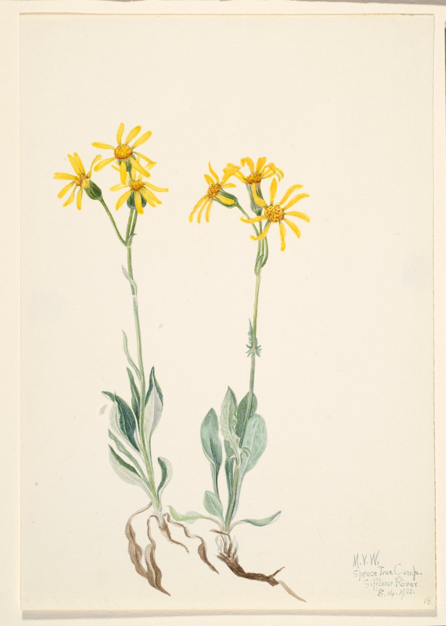 Montana Parnassia Parnassia montanesis, 1920. de Mary Vaux Walcott