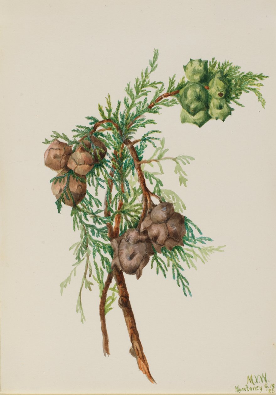 Monterey Cypress Cupressus macrocarpa, 1936. de Mary Vaux Walcott