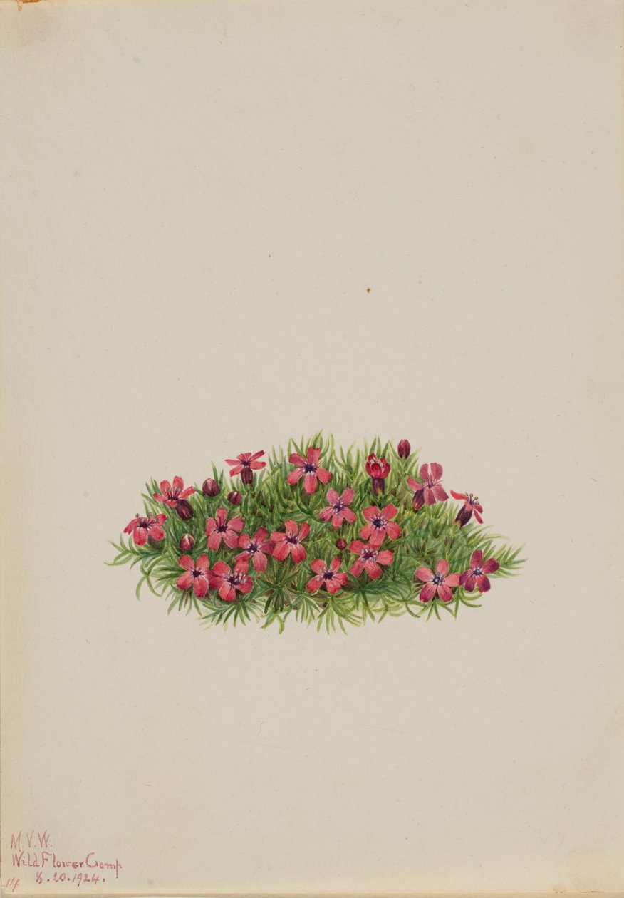 Campião-musgo (Silene acaulis) de Mary Vaux Walcott