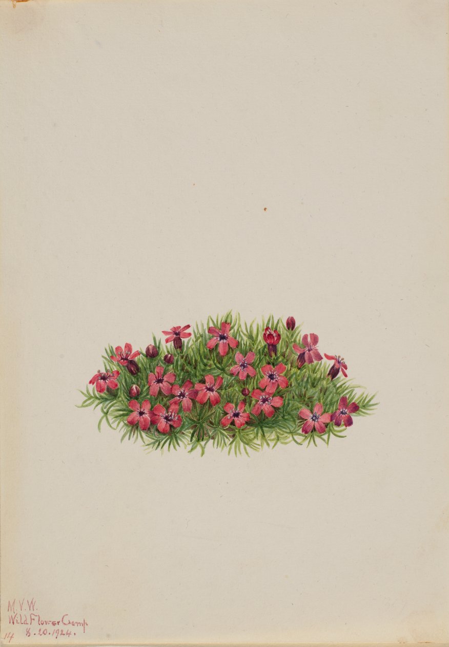 Moss Campion Silene acaulis, 1924. de Mary Vaux Walcott