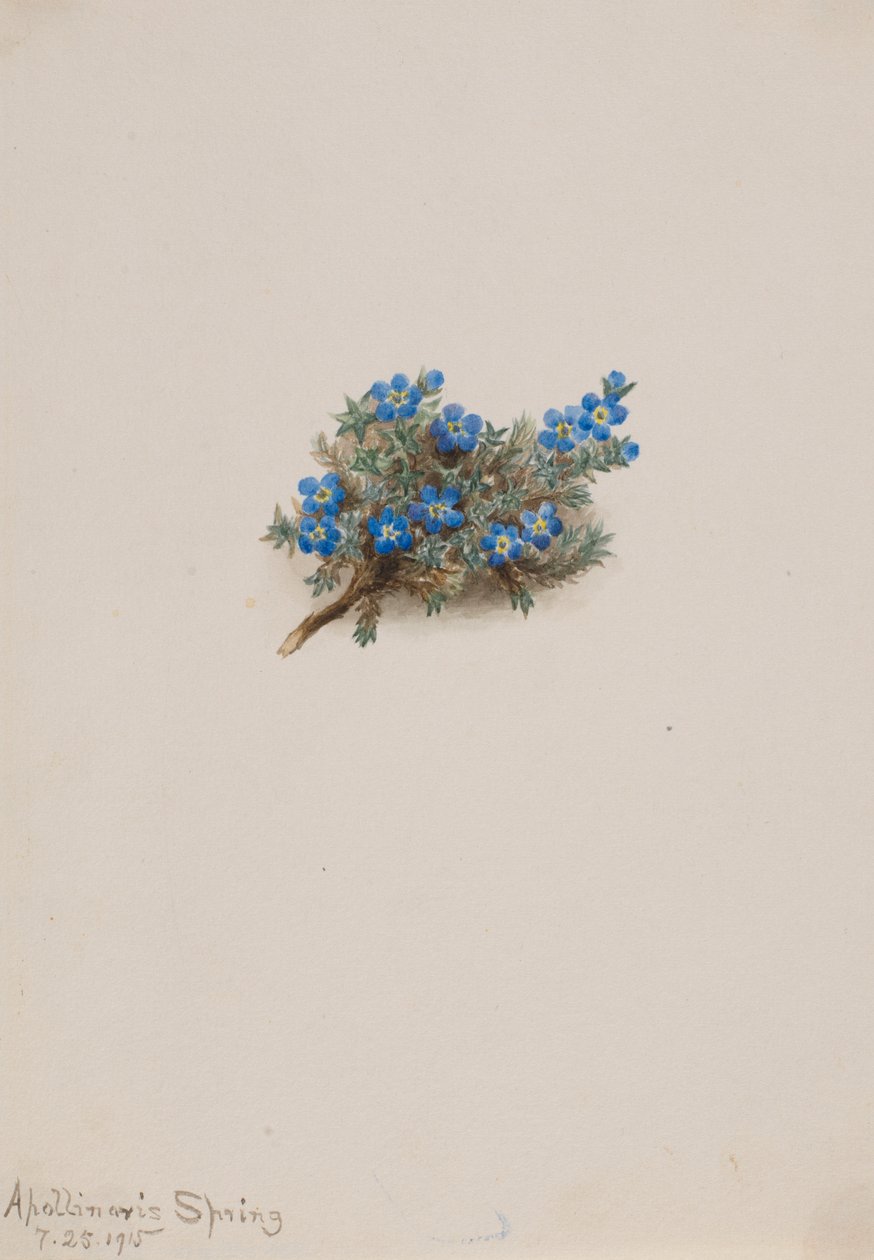 Esqueça-me-das-mamas (Eritichum elongatum) de Mary Vaux Walcott