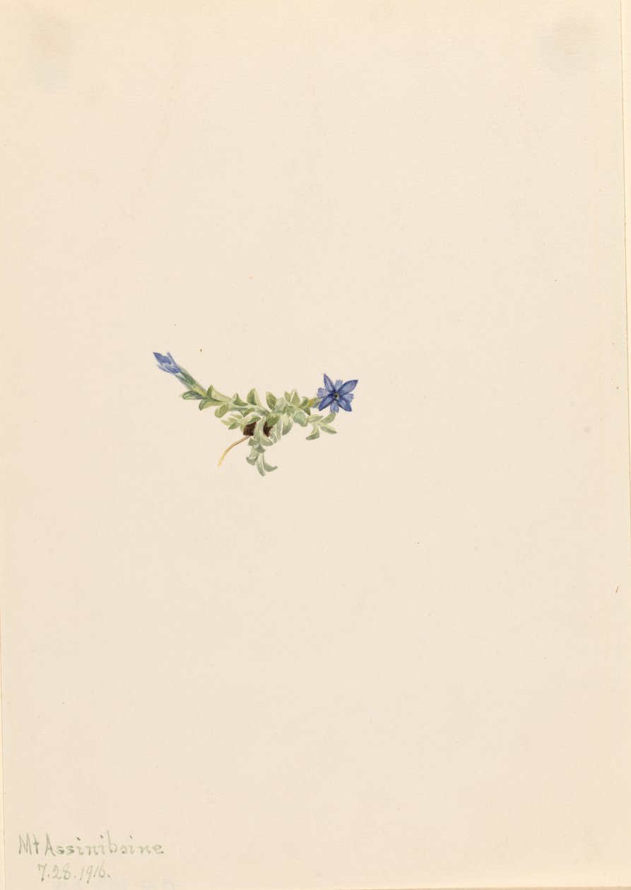 Genciana musgosa (Gentiana prostrata) de Mary Vaux Walcott