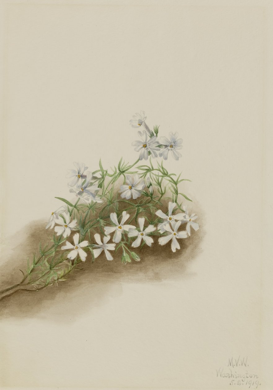 Rosa musgo (Phlox subulate) de Mary Vaux Walcott