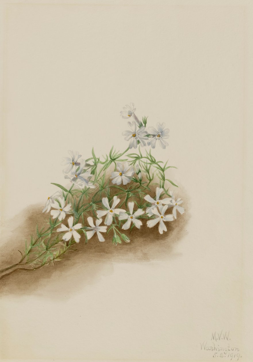 Subulado de Moss Pink Phlox, 1919. de Mary Vaux Walcott