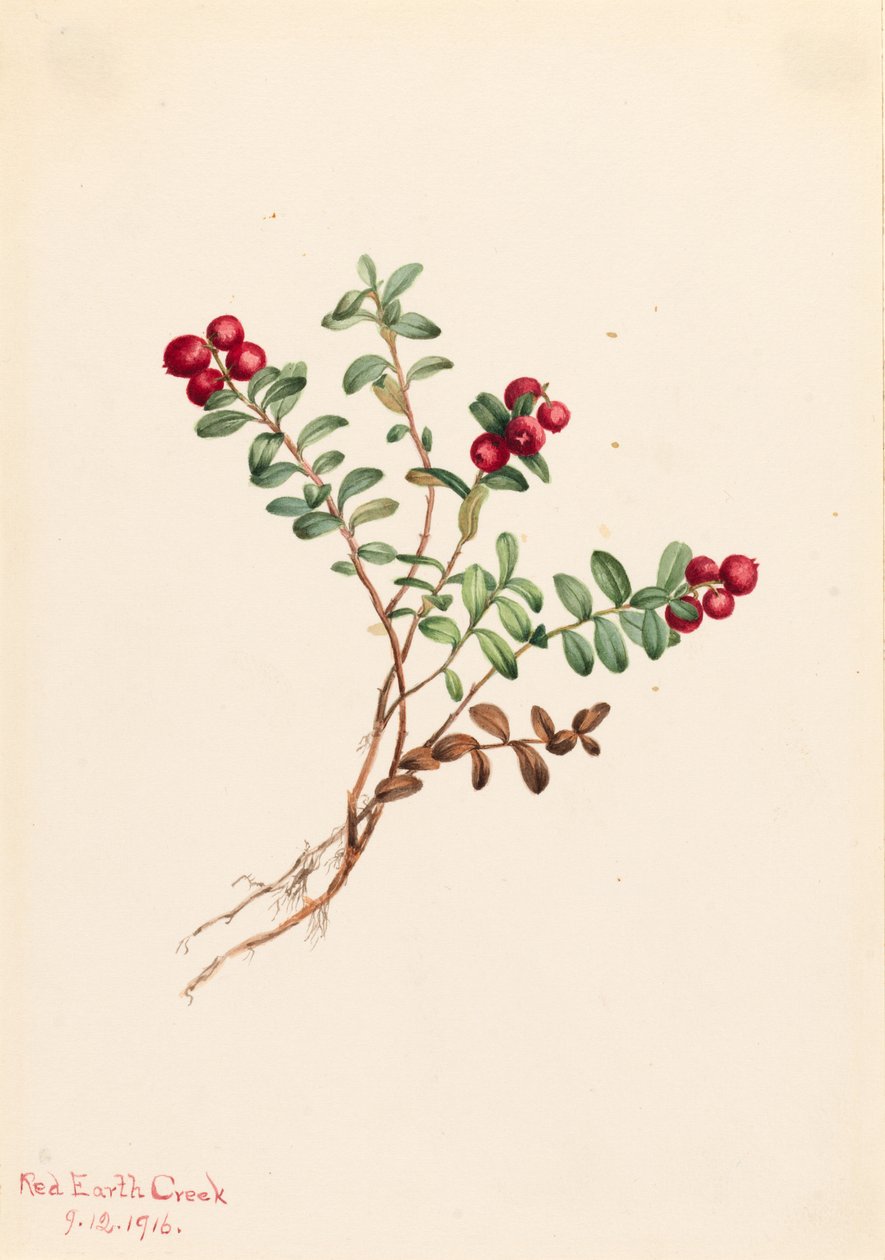 Arando da montanha (Vaccinium vitisdaea minus) de Mary Vaux Walcott