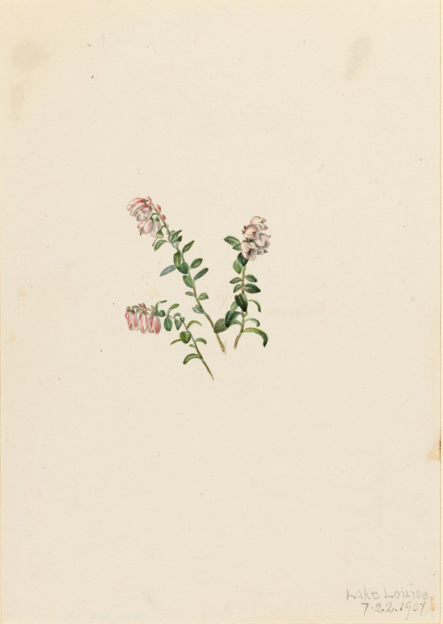 Cranberry de montanha (Vaccinium vitisidaea minus) de Mary Vaux Walcott