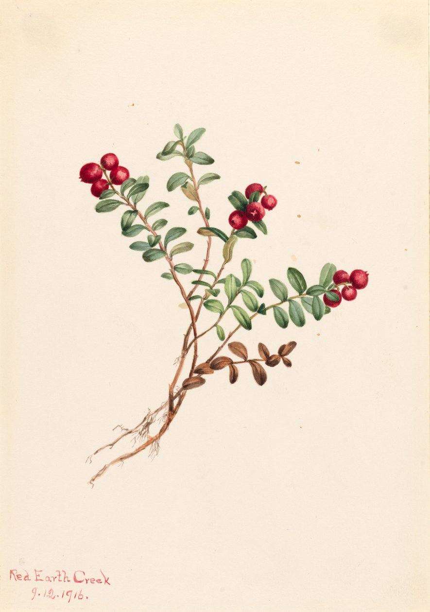 Mountain Cranberry Vaccinium vitisdaea minus, 1916. de Mary Vaux Walcott