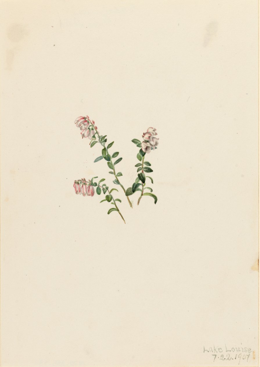 Mountain Cranberry Vaccinium vitisidaea minus, 1907. de Mary Vaux Walcott