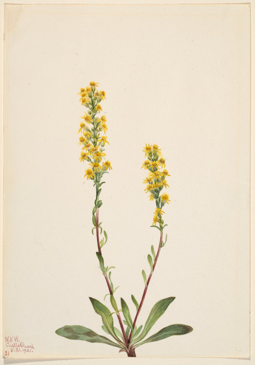 Paus-de-ouro da montanha (Solidago oreophila) de Mary Vaux Walcott