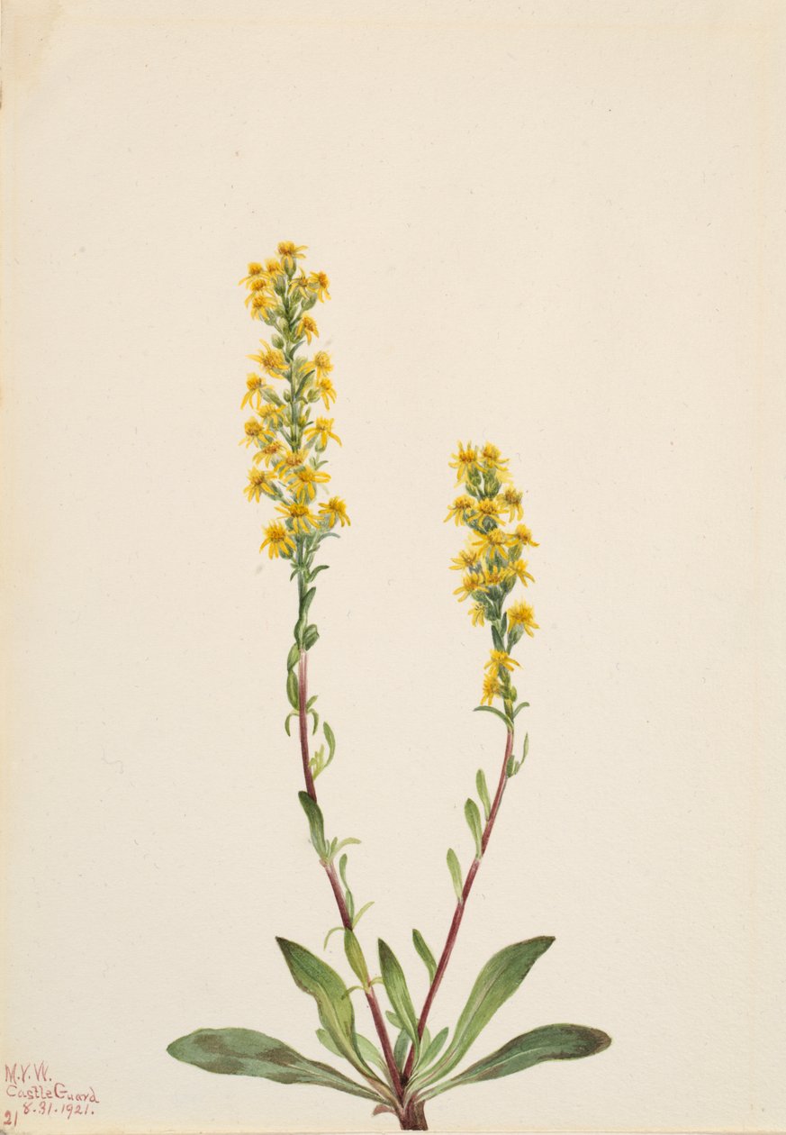 Montanha Goldenrod Solidago oreophila, 1921. de Mary Vaux Walcott