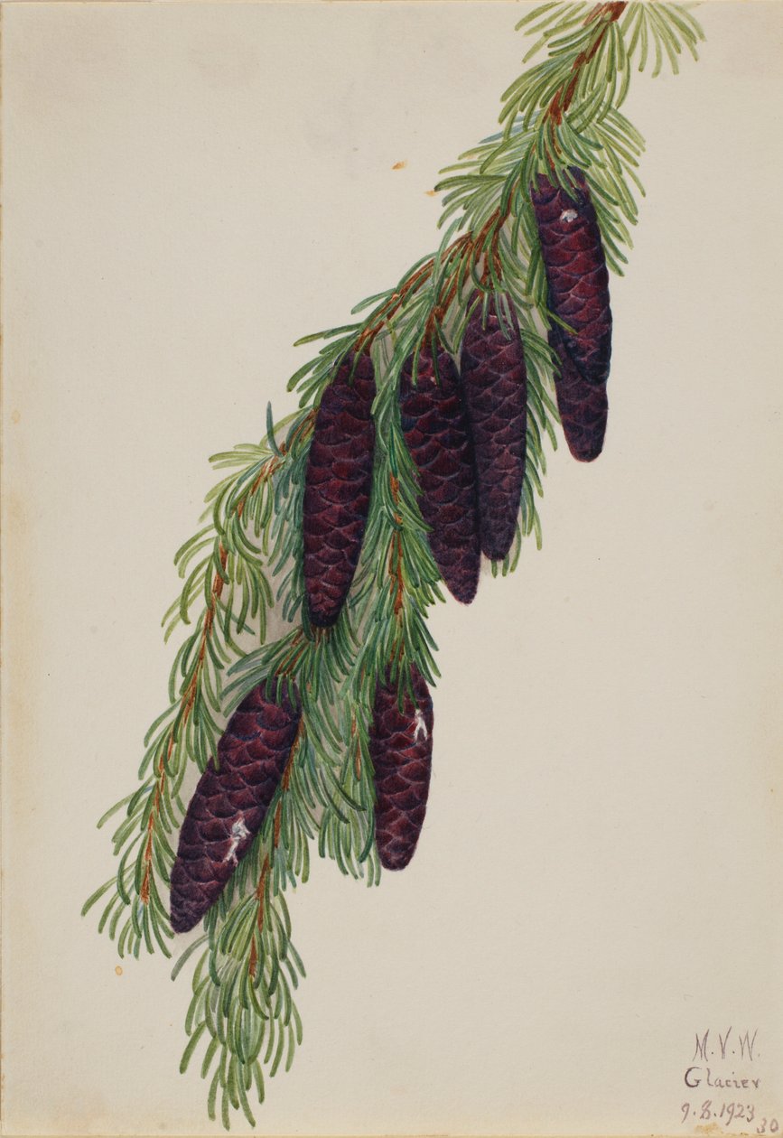 Cicuta da montanha (Tsuga mertensiana) de Mary Vaux Walcott