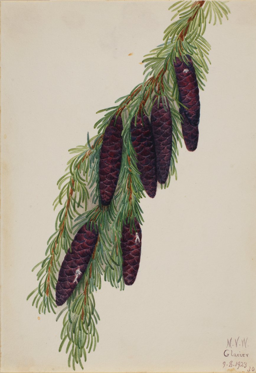 Mountain Hemlock Tsuga mertensiana, 1923. de Mary Vaux Walcott