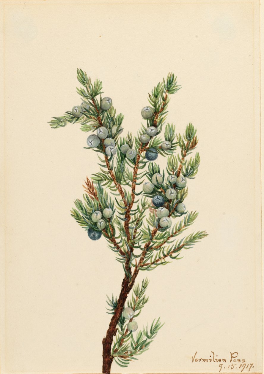 Junípero da montanha (Juniperus sibirica) de Mary Vaux Walcott