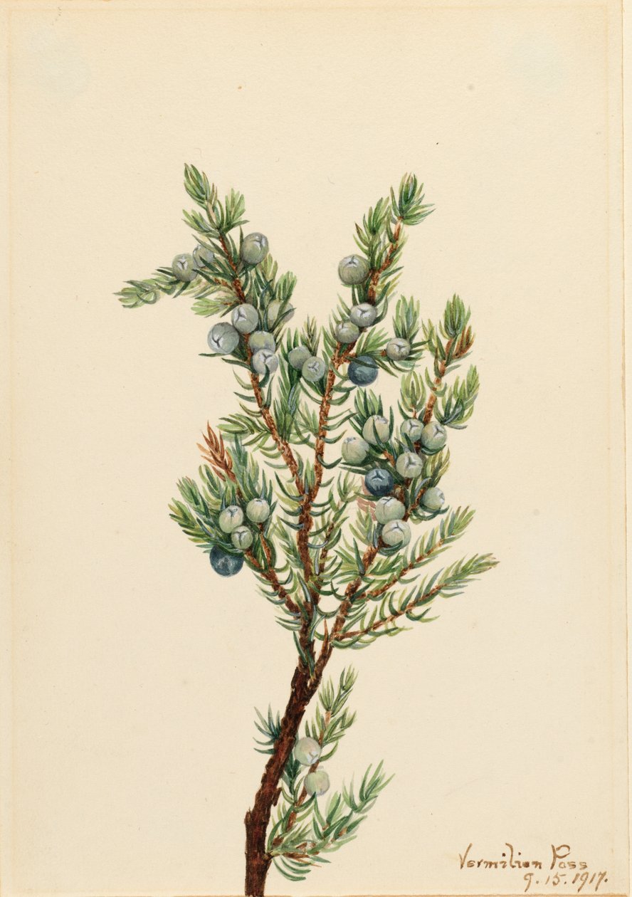 Montanha Juniper Juniperus sibirica, 1917. de Mary Vaux Walcott