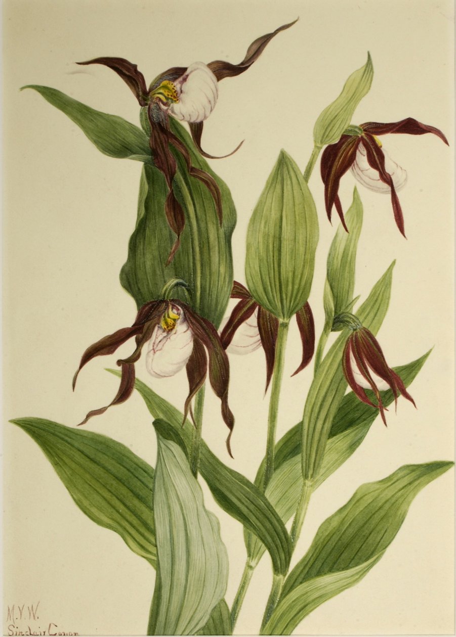 Ciprédio da montanha (Cypripedium montanum) de Mary Vaux Walcott