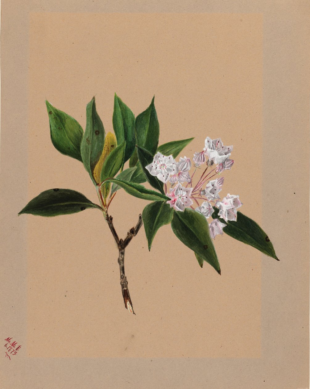Loureiro da montanha (Kalmia latifolia) de Mary Vaux Walcott
