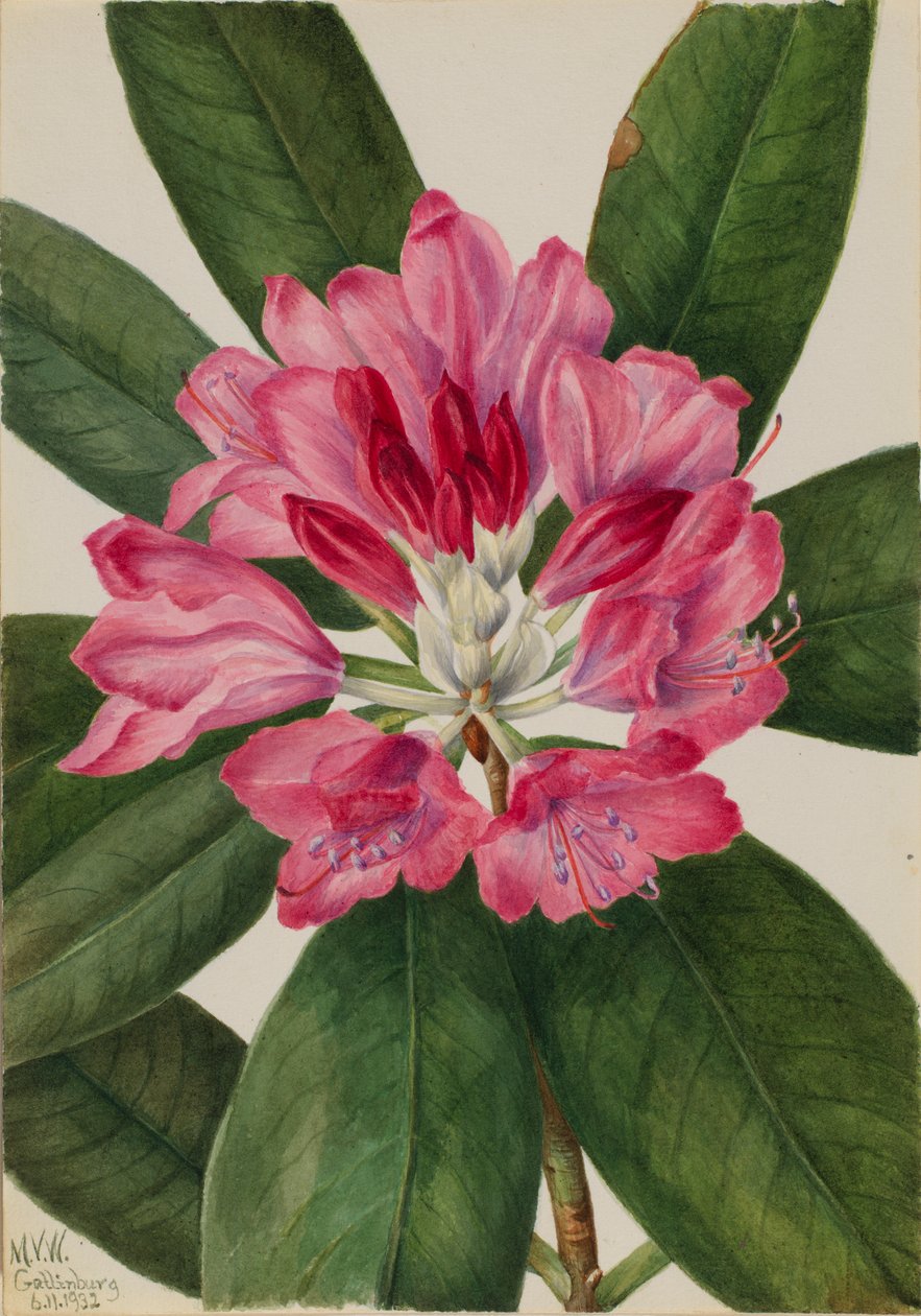 Rosa-Baía da montanha (Rhododendron catawbiense) de Mary Vaux Walcott