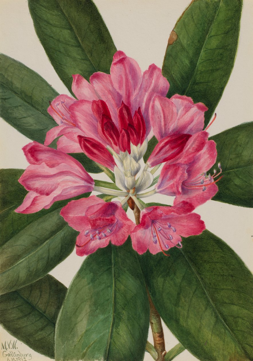 Mountain Rose-Bay Rhododendron catawbiense, 1932. de Mary Vaux Walcott