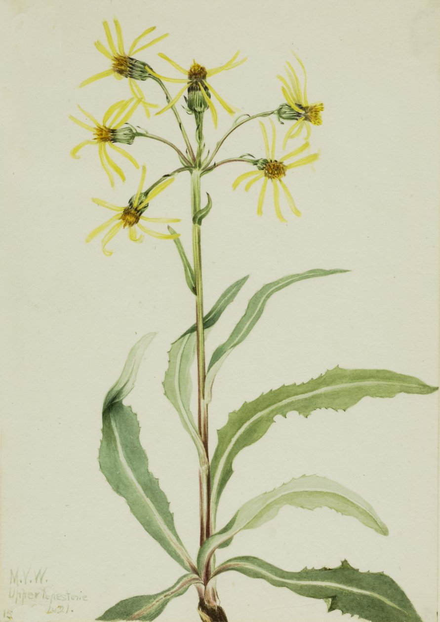 Mourning Groundsel Senecio lugens, 1921. de Mary Vaux Walcott
