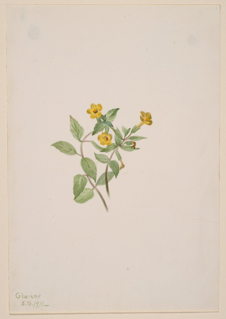 Flor de almíscar (Mimulus moschatus) de Mary Vaux Walcott