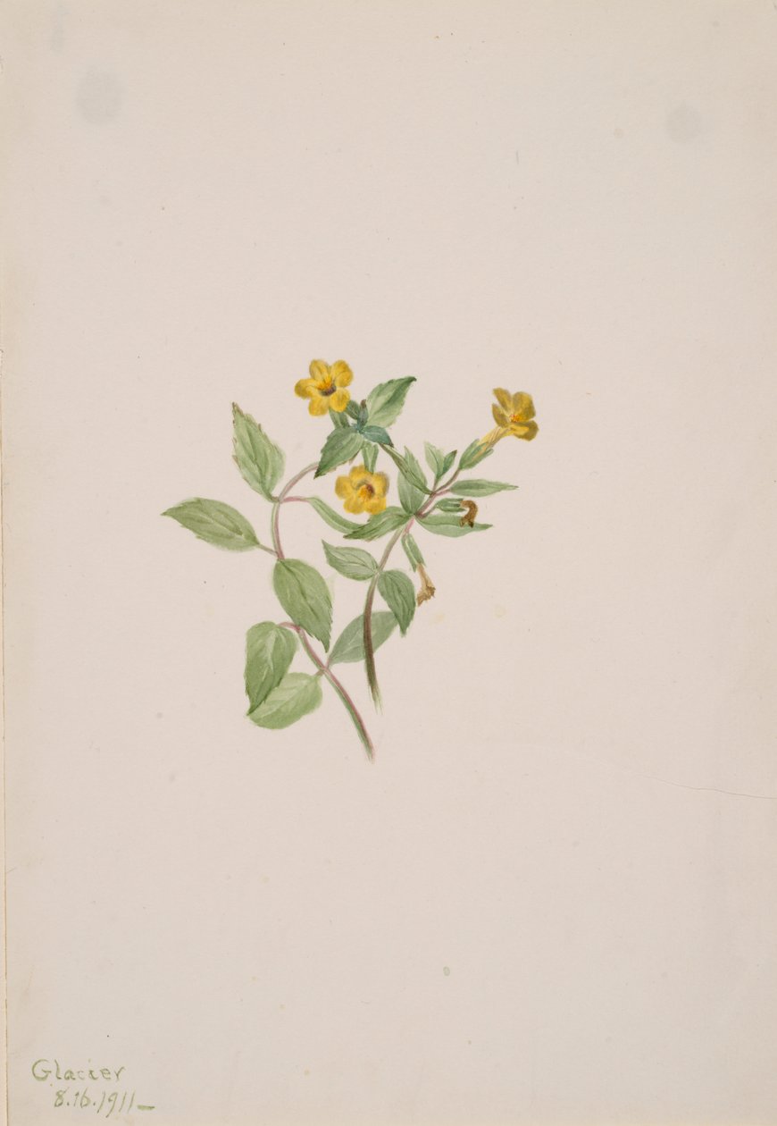 Musk-Flower Mimulus moschatus, 1911. de Mary Vaux Walcott