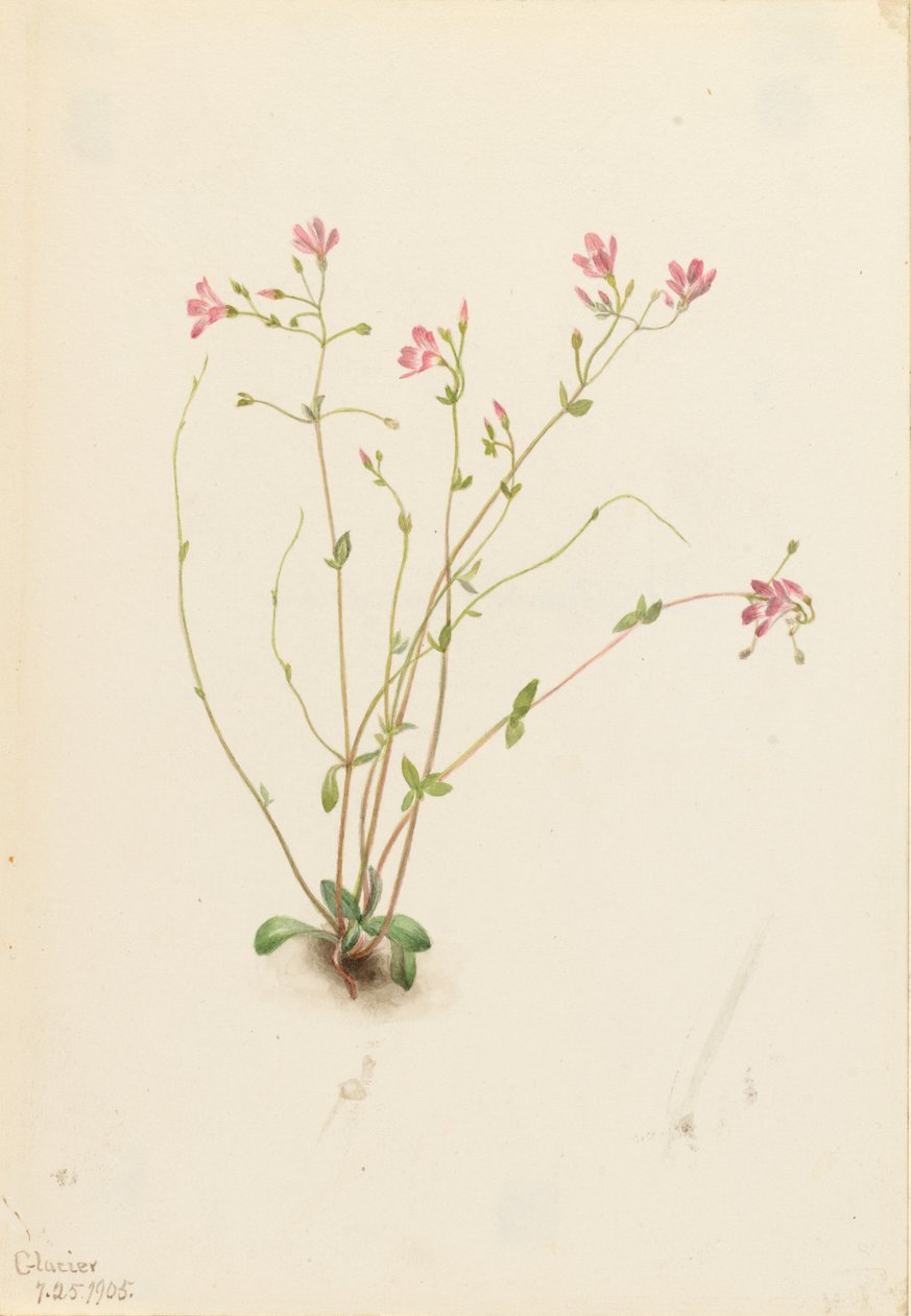Naiad Spring Beauty (Claytonia parvifolia) de Mary Vaux Walcott