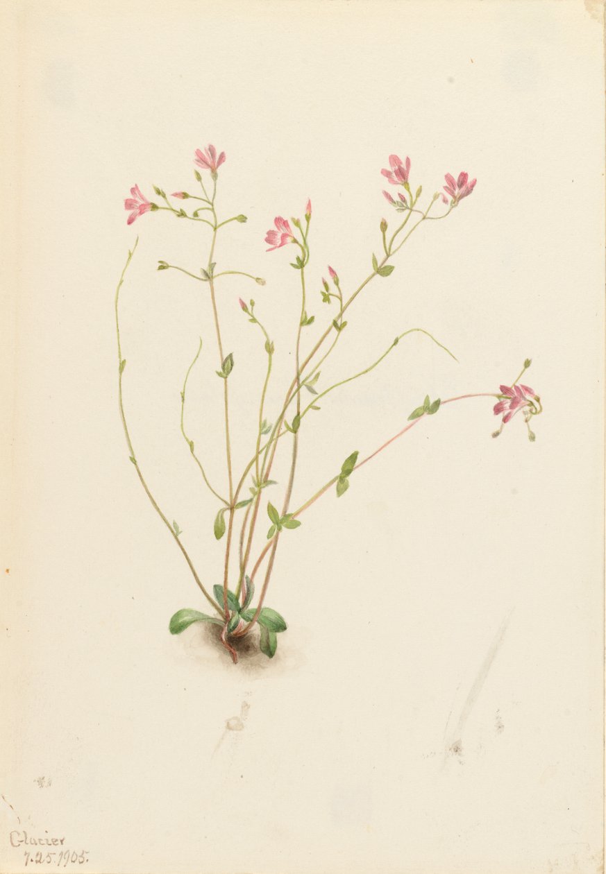 Naiad Spring Beauty Claytonia parvifolia, 1905. de Mary Vaux Walcott
