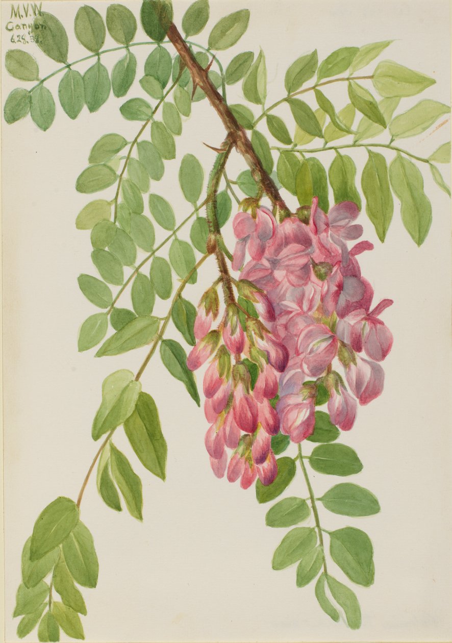 Novo Gafanhoto Mexicano Robinia neomexicana, 1938. de Mary Vaux Walcott