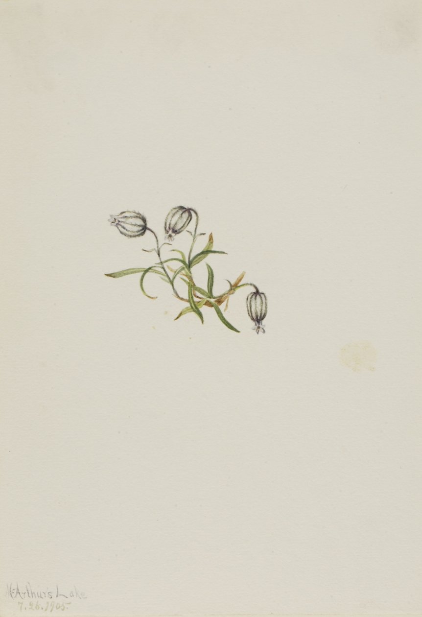 Campião de aceno (Lychnis apetala) de Mary Vaux Walcott