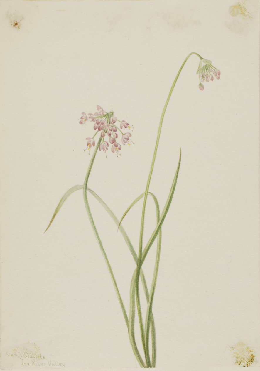 Cebolinha (Allium cernuum) de Mary Vaux Walcott