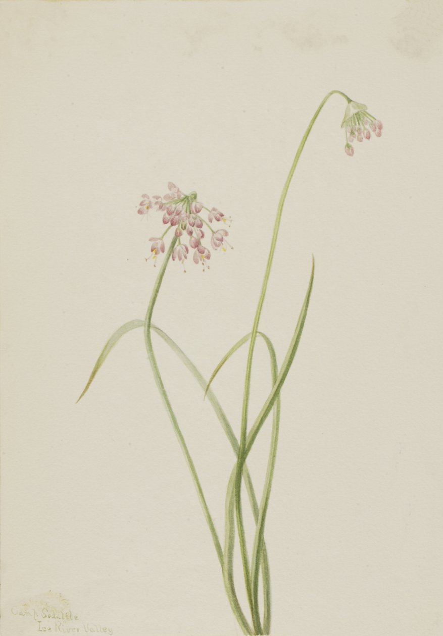 Nodding Onion Allium cernuum, 1901. de Mary Vaux Walcott
